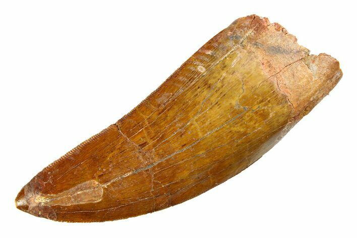 Serrated Carcharodontosaurus Tooth - Huge Dinosaur Tooth #351735